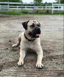 chiots Bullmastiff - Photo 5