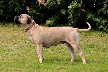 chiots Bullmastiff - Photo 6