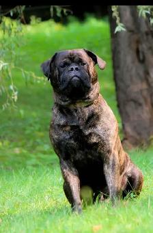 chiots Bullmastiff - Photo 7