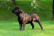 chiots Bullmastiff - Photo 8