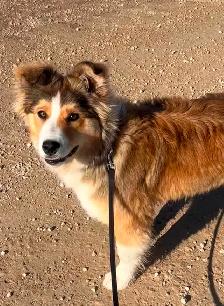 Beautiful Australian Shepherd Puppy