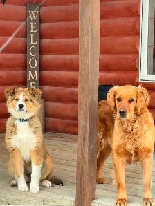 Beautiful Australian Shepherd Puppy - Photo 3