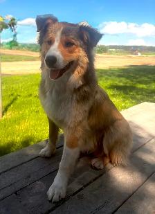 Beautiful Australian Shepherd Puppy - Photo 4
