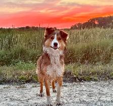 Beautiful Australian Shepherd Puppy - Photo 5