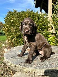 Stunning German shorthair pointer puppies