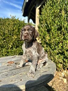 Beautiful German shorthair pointer puppies - Photo 2