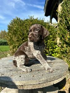 Beautiful German shorthair pointer puppies - Photo 3