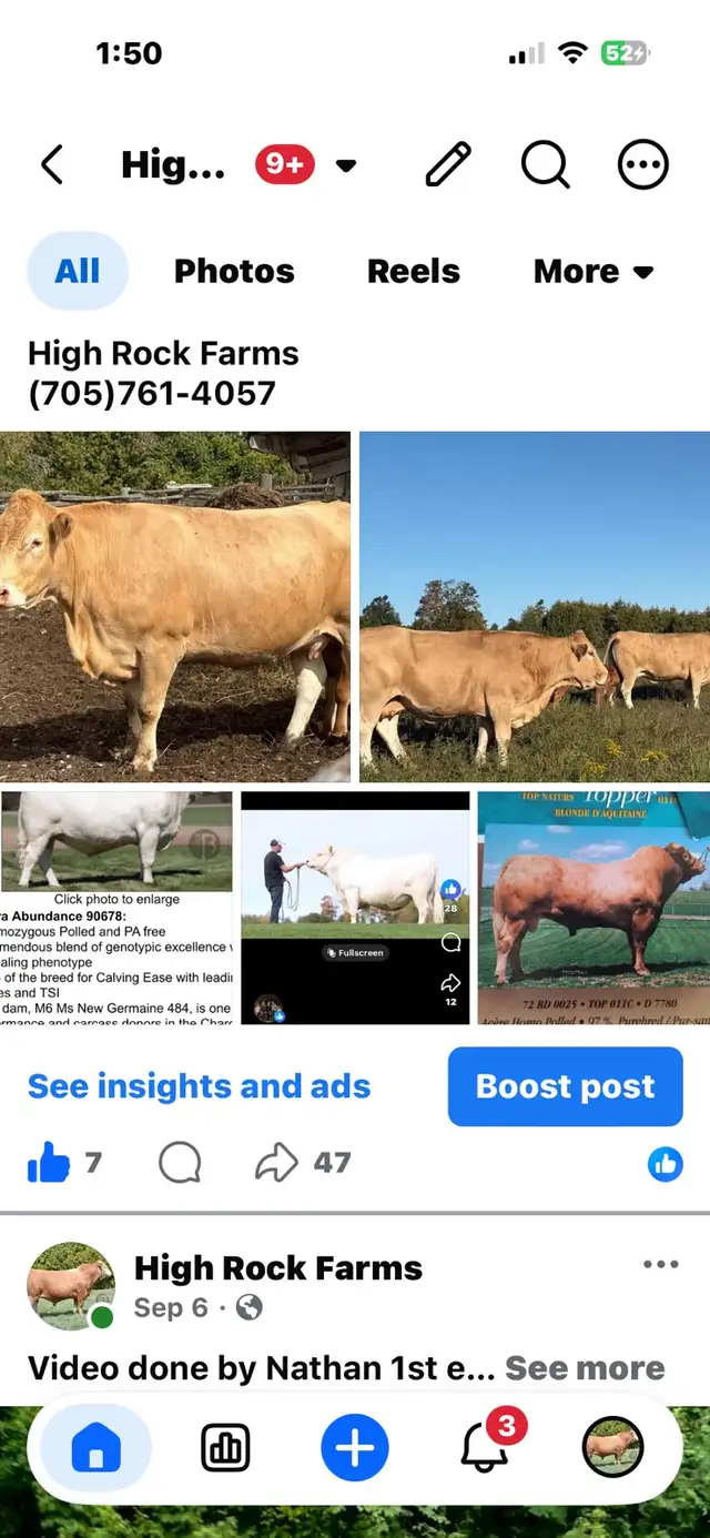 Bred Cow!