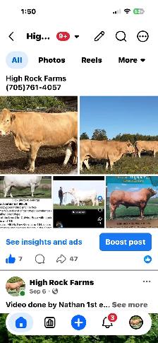 Bred Cow!