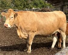 Bred Cow! - Photo 2