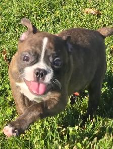Frenchton females