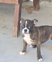 Frenchton females - Photo 2