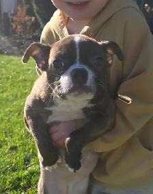 Frenchton females - Photo 3