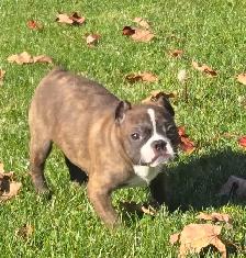 Frenchton females - Photo 4