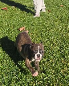 Frenchton females - Photo 5