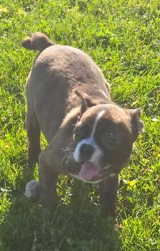 Frenchton females - Photo 6