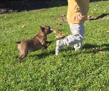 Frenchton females - Photo 7