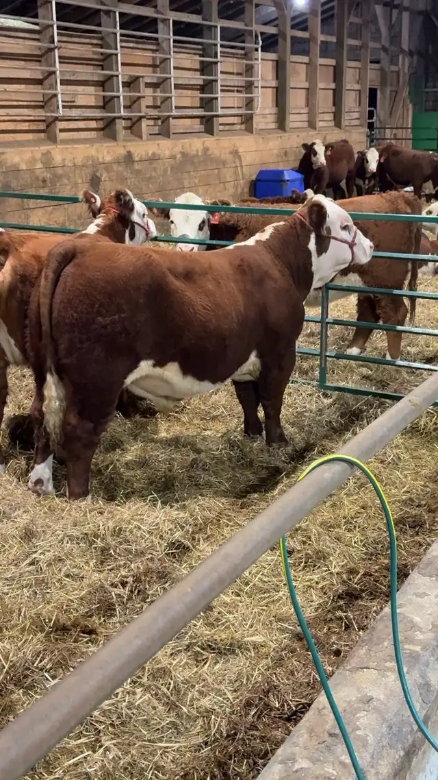 Purebred Hereford Bull For Sale