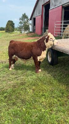 Purebred Hereford Bull For Sale - Photo 2