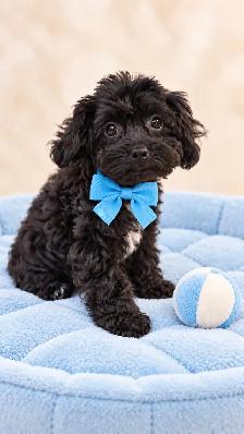 Beautiful Yorkiepoo Boy - Photo 2