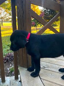 LABRADOR PUPPIES - Photo 2