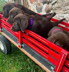 LABRADOR PUPPIES - Photo 3