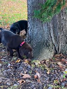 LABRADOR PUPPIES - Photo 5