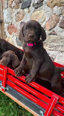 LABRADOR PUPPIES - Photo 6