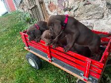 LABRADOR PUPPIES - Photo 7