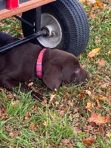 LABRADOR PUPPIES - Photo 8