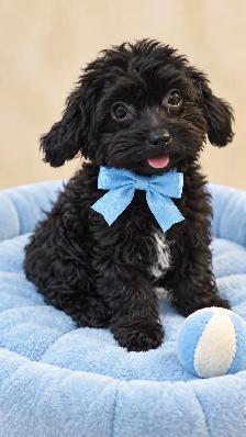 Adorable Yorkiepoo Boy – Small, Playful & Full of Charm - Photo 2