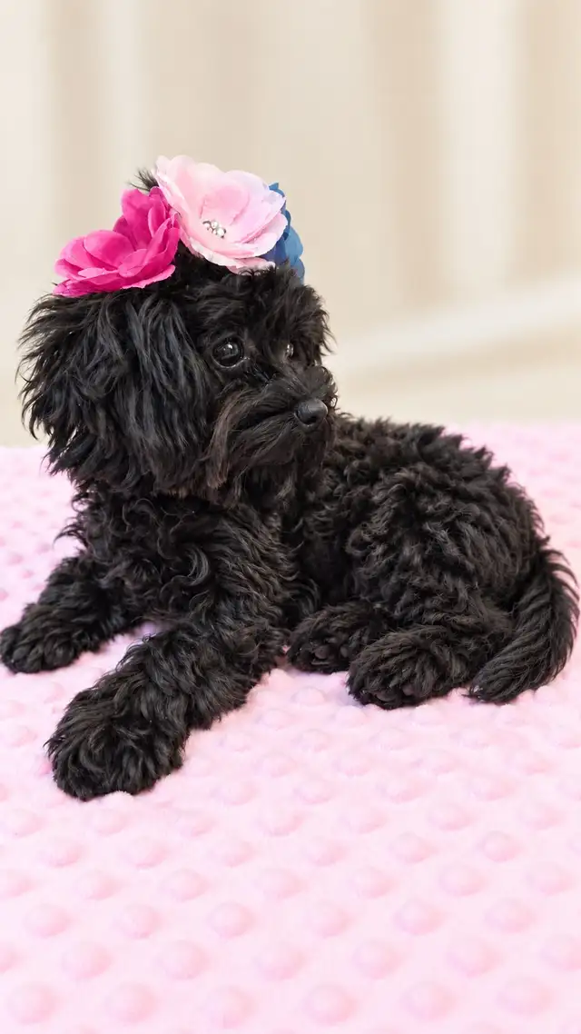 Tiny Yorkiepoo Girl – A Beautiful Little Doll