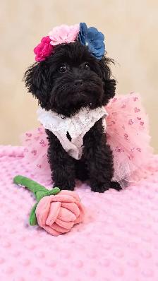 Tiny Yorkiepoo Girl – A Beautiful Little Doll - Photo 2