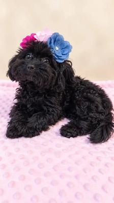 Tiny Yorkiepoo Girl – A Beautiful Little Doll - Photo 3