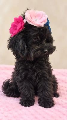 Tiny Yorkiepoo Girl – A Beautiful Little Doll - Photo 4