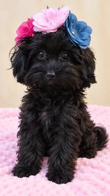 Tiny Yorkiepoo Girl – A Beautiful Little Doll - Photo 5