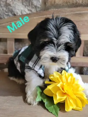 MORKIE PUPS ALL MALES