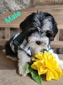 MORKIE PUPS ALL MALES