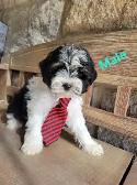 MORKIE PUPS ALL MALES - Photo 2