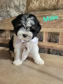 MORKIE PUPS ALL MALES - Photo 3