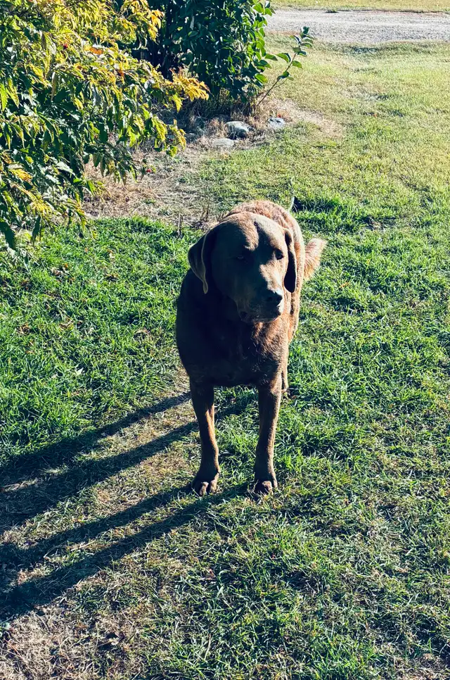 Chesapeake Bay Retriever