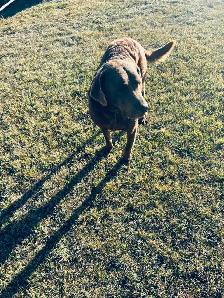 Chesapeake Bay Retriever - Photo 2