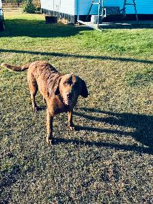 Chesapeake Bay Retriever - Photo 3