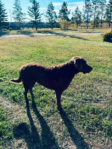 Chesapeake Bay Retriever - Photo 4