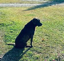 Chesapeake Bay Retriever - Photo 5