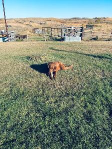 Chesapeake Bay Retriever - Photo 6