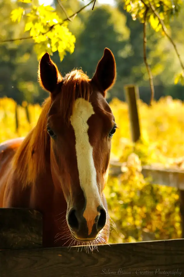 Equine Photography