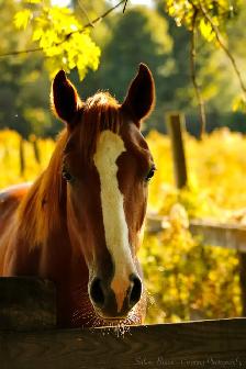 Equine Photography