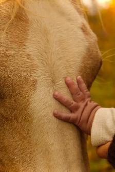Equine Photography - Photo 9