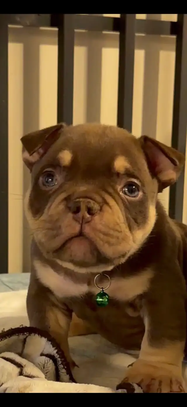 POCKET BULLY CAGE